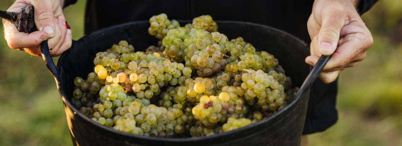 A bucket of grapes harvested from Small Wonder vineyard